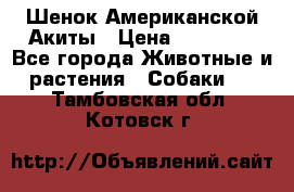 Шенок Американской Акиты › Цена ­ 35 000 - Все города Животные и растения » Собаки   . Тамбовская обл.,Котовск г.